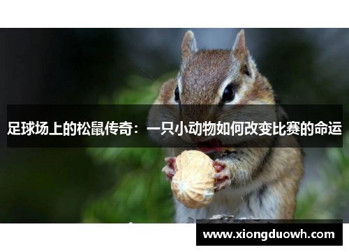 足球场上的松鼠传奇：一只小动物如何改变比赛的命运